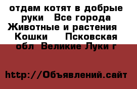 отдам котят в добрые руки - Все города Животные и растения » Кошки   . Псковская обл.,Великие Луки г.